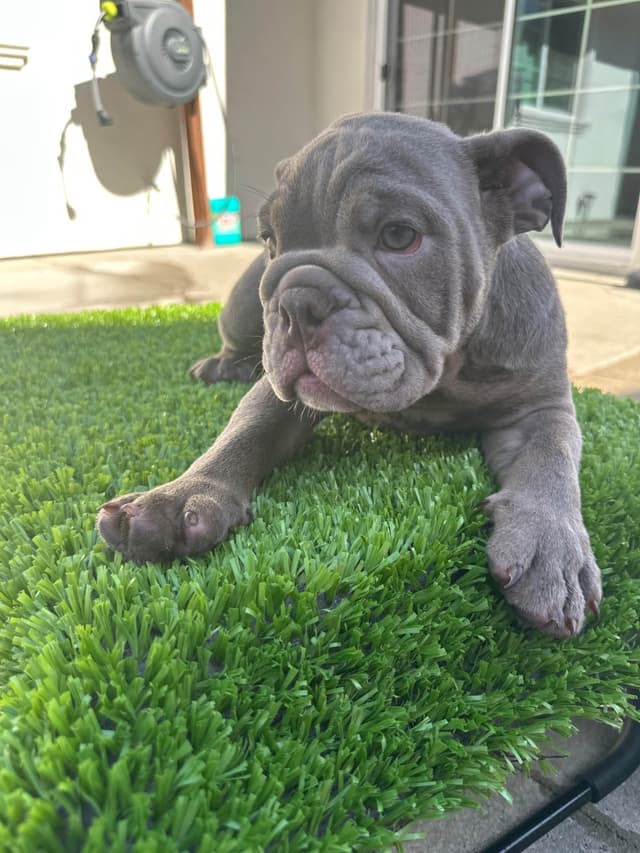 Bulldog Puppies media 4