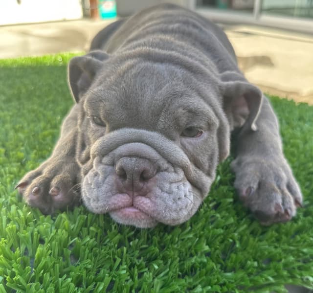Bulldog Puppies media 3