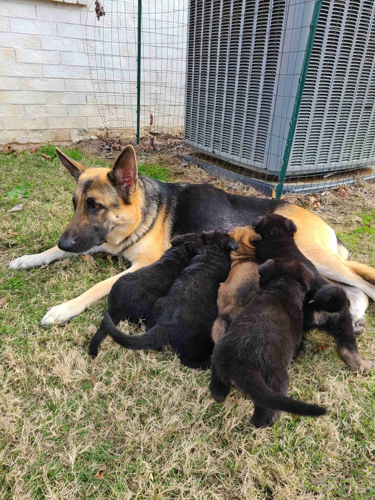DDR BLOODLINE/ AKC REGISTERED- German Shepherd Pups breeder image 1