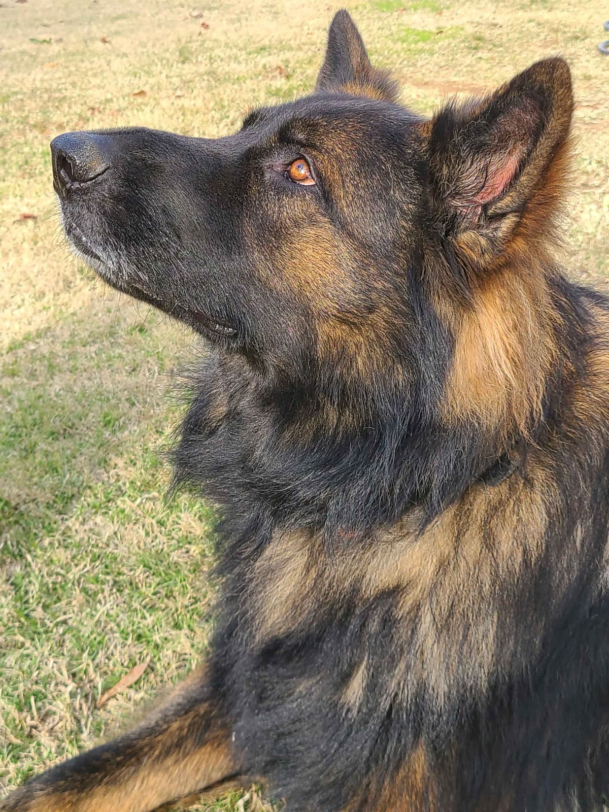 DDR BLOODLINE/ AKC REGISTERED- German Shepherd Pups breeder image 2