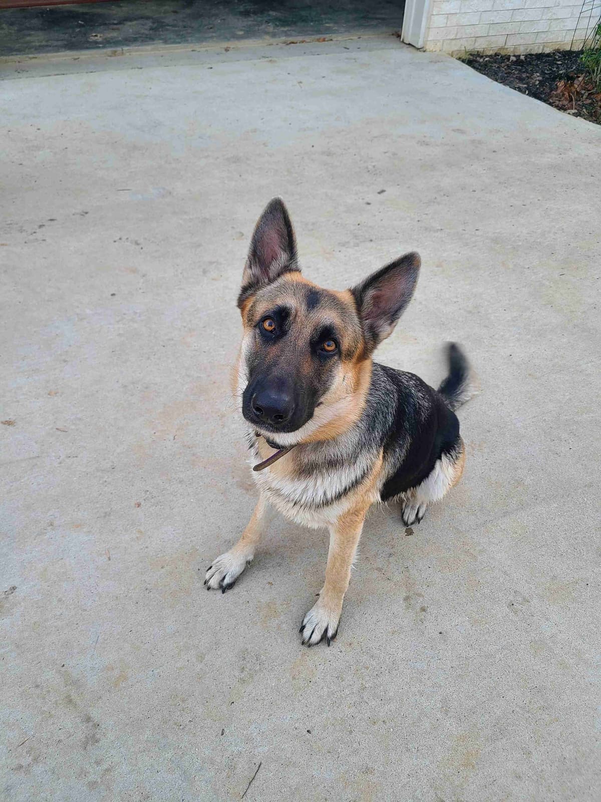 DDR BLOODLINE/ AKC REGISTERED- German Shepherd Pups breeder image 4