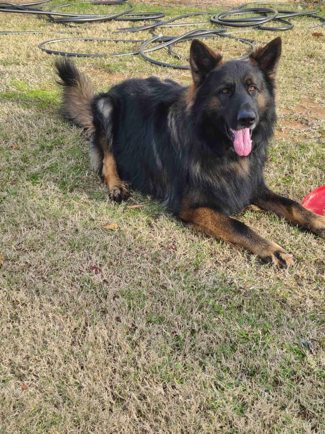 DDR BLOODLINE/ AKC REGISTERED- German Shepherd Pups media 3