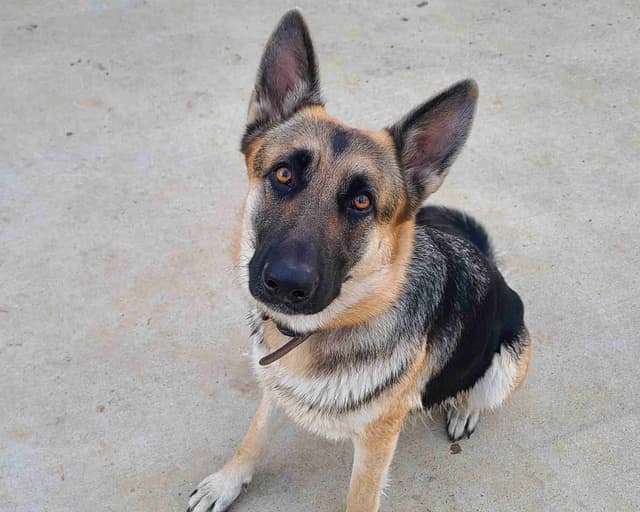 DDR BLOODLINE/ AKC REGISTERED- German Shepherd Pups media 2