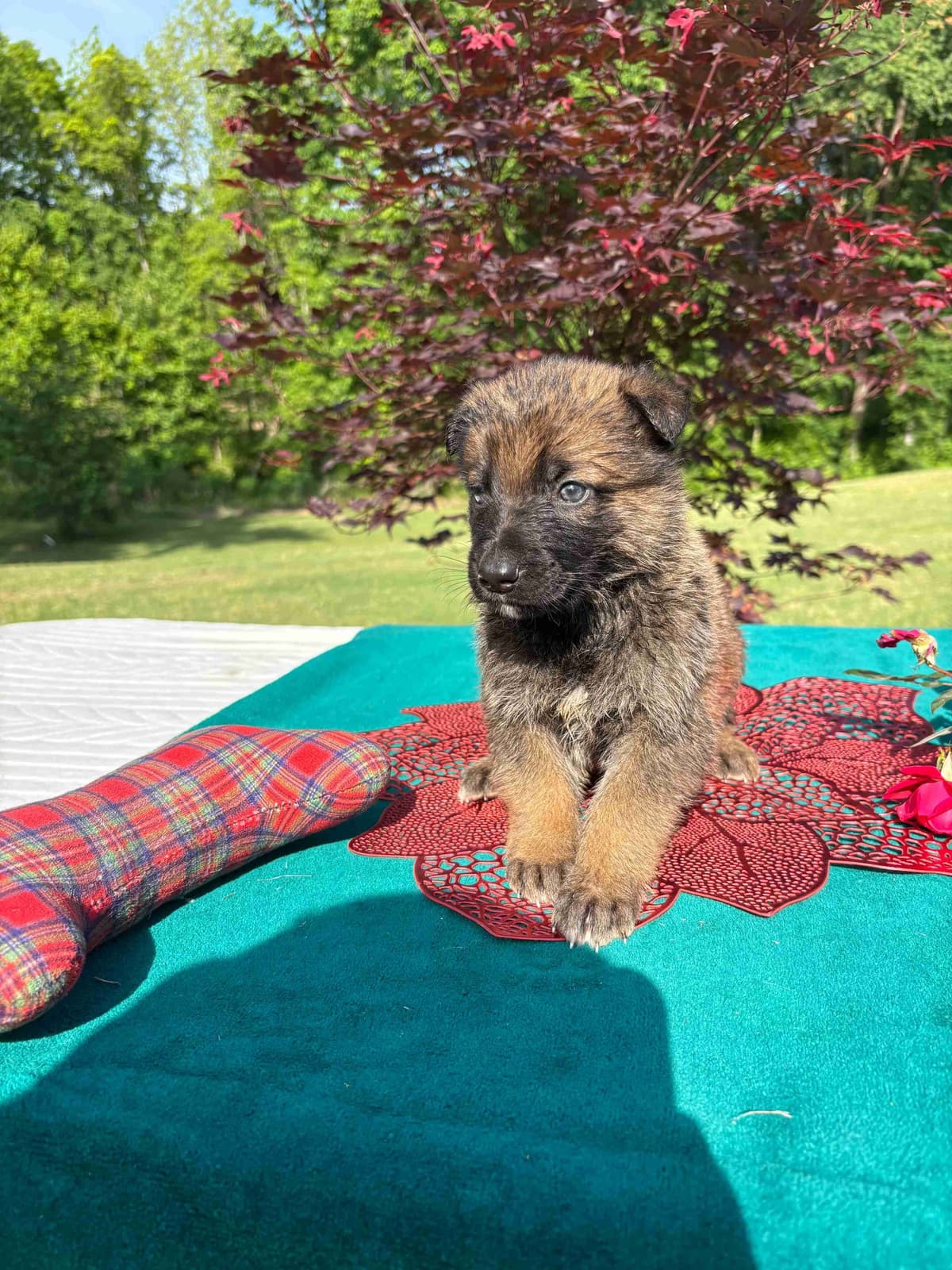 DDR BLOODLINE/ AKC REGISTERED- German Shepherd Pups breeder image 5