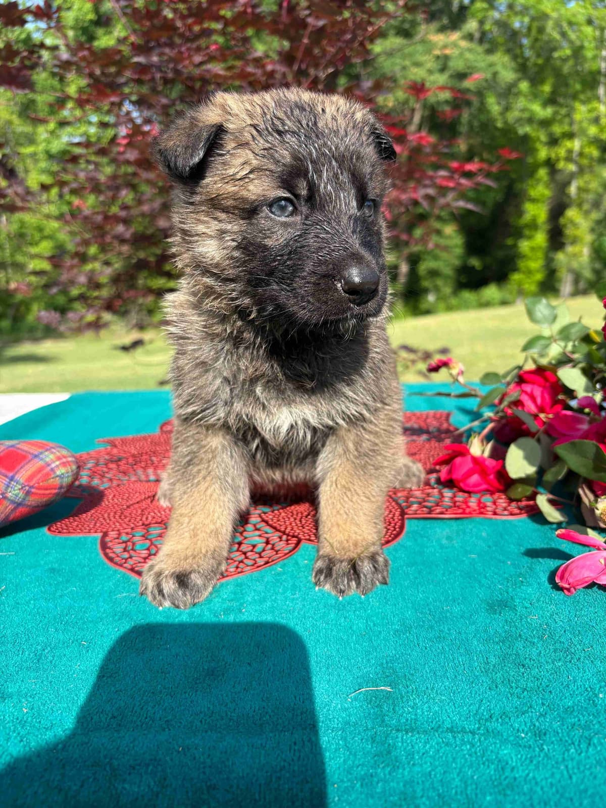 DDR BLOODLINE/ AKC REGISTERED- German Shepherd Pups breeder image 6