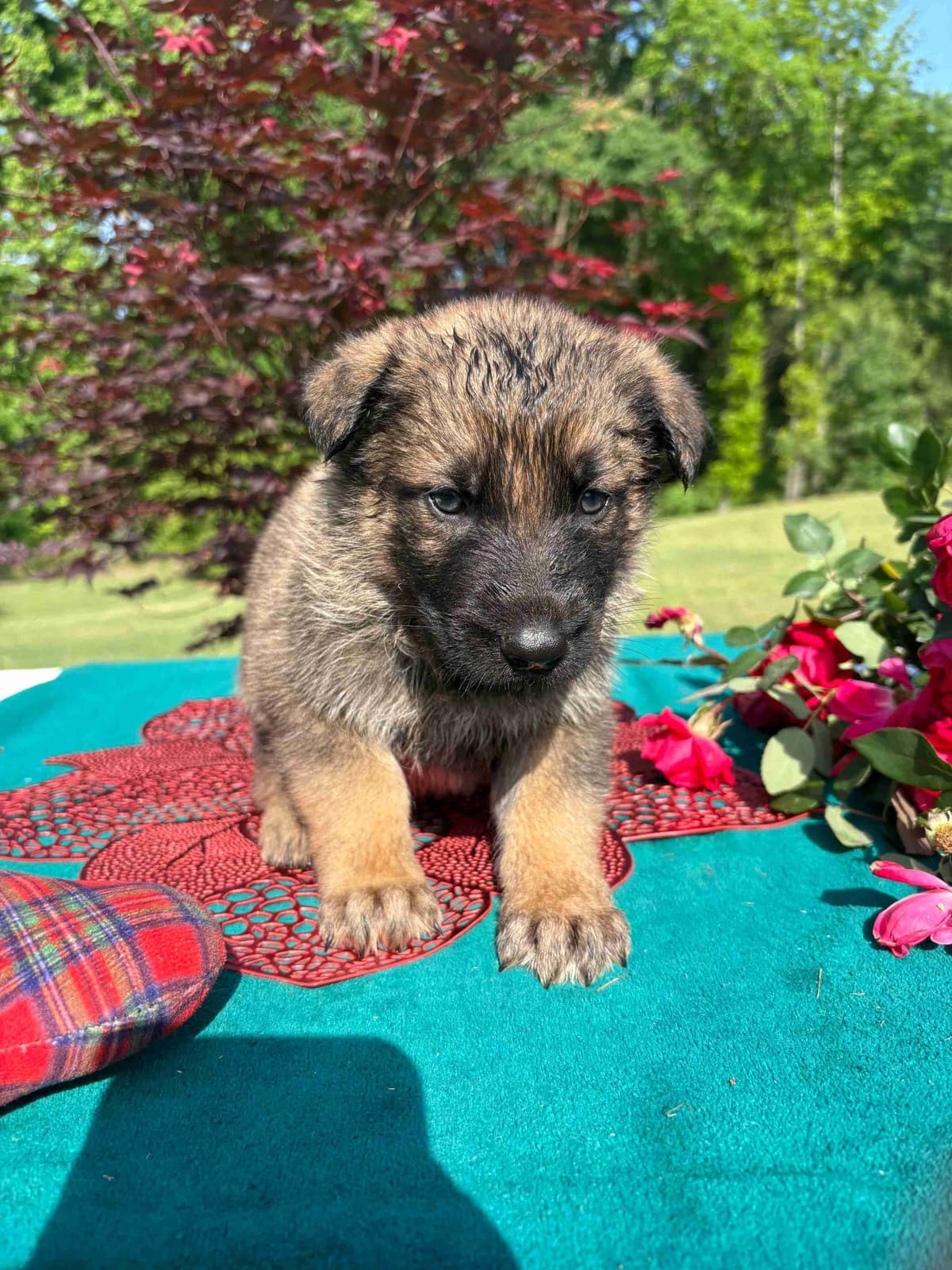 DDR BLOODLINE/ AKC REGISTERED- German Shepherd Pups breeder image 7