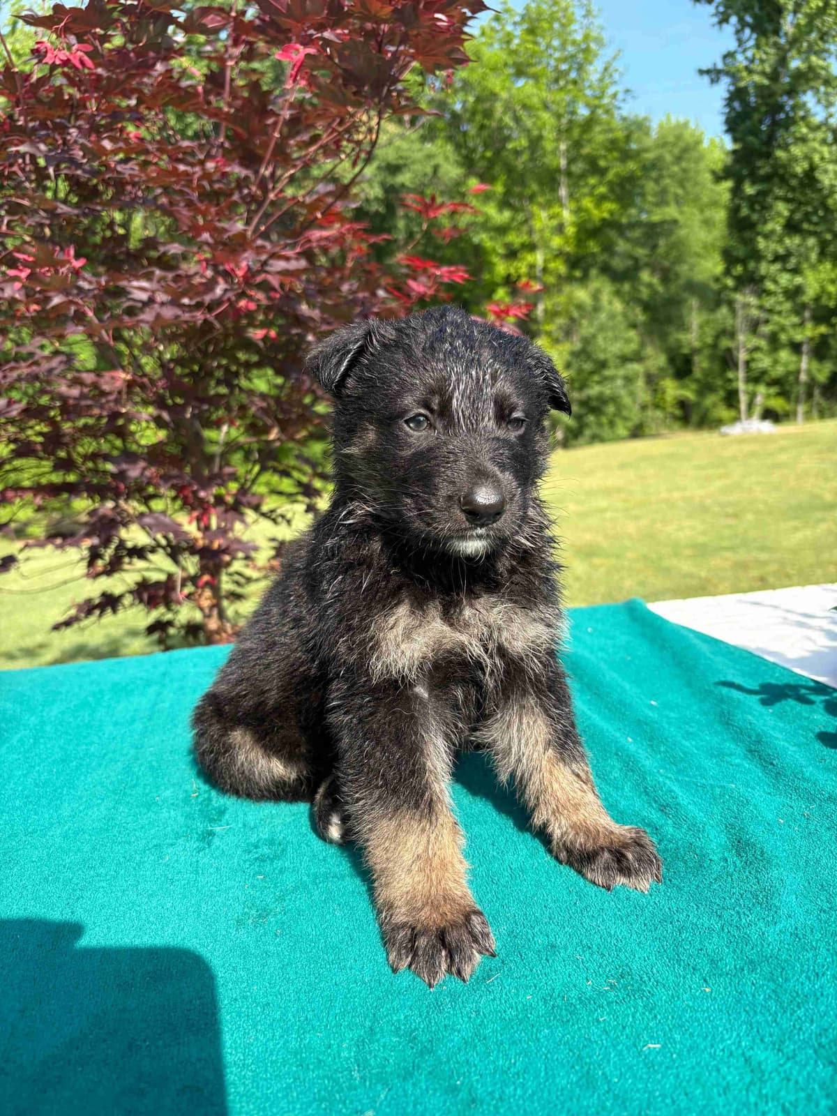 DDR BLOODLINE/ AKC REGISTERED- German Shepherd Pups breeder image 8