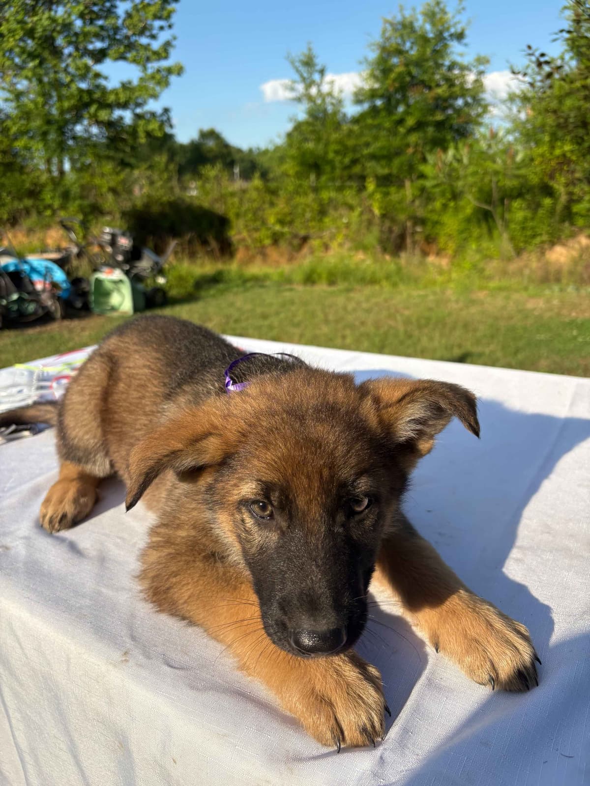 DDR BLOODLINE/ AKC REGISTERED- German Shepherd Pups breeder image 9