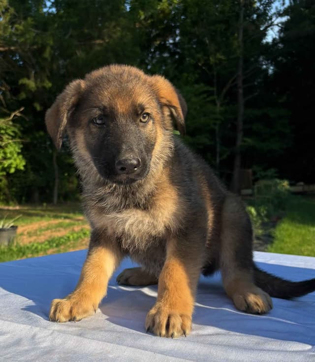 DDR BLOODLINE/ AKC REGISTERED- German Shepherd Pups media 5