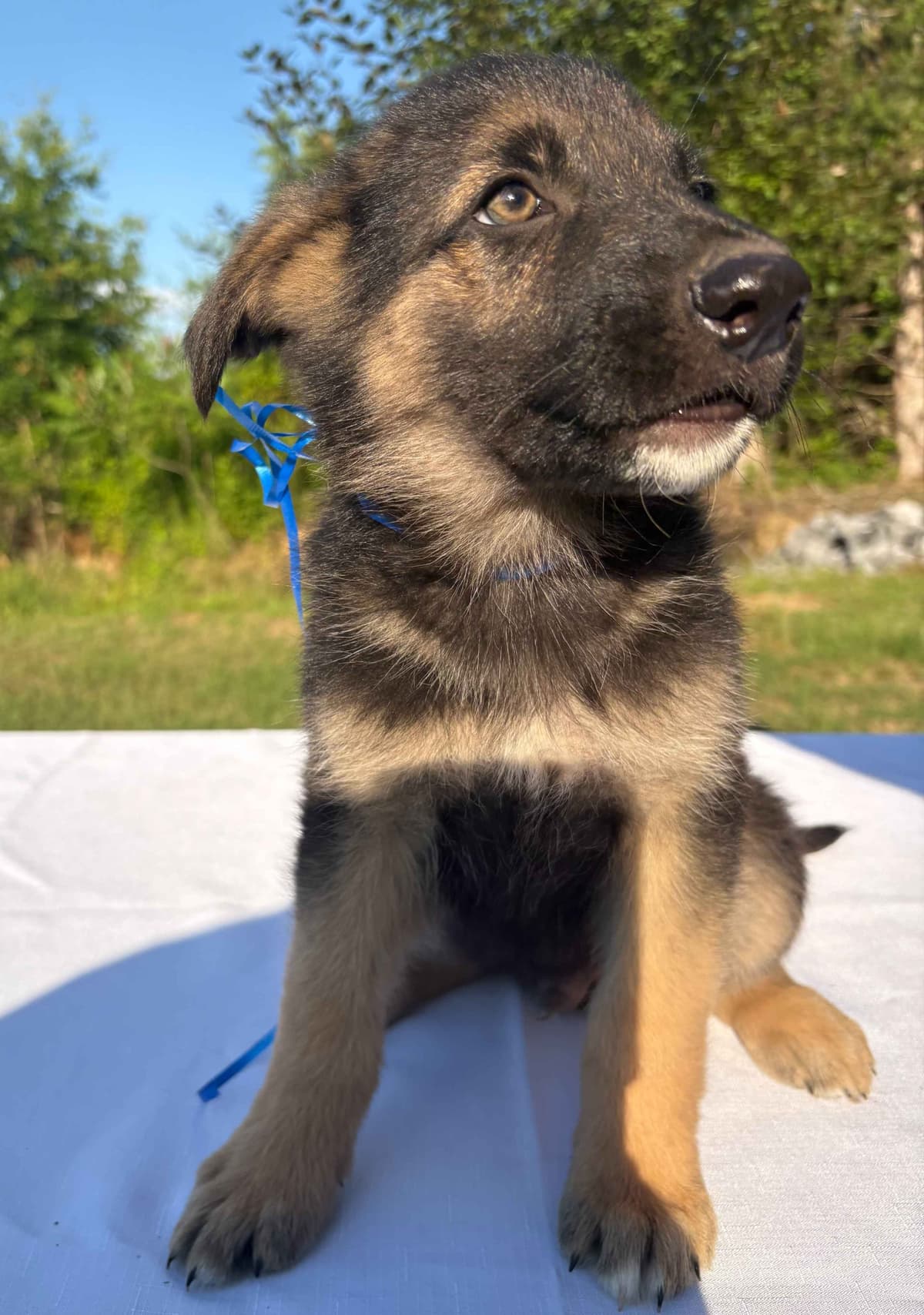 DDR BLOODLINE/ AKC REGISTERED- German Shepherd Pups breeder image 11