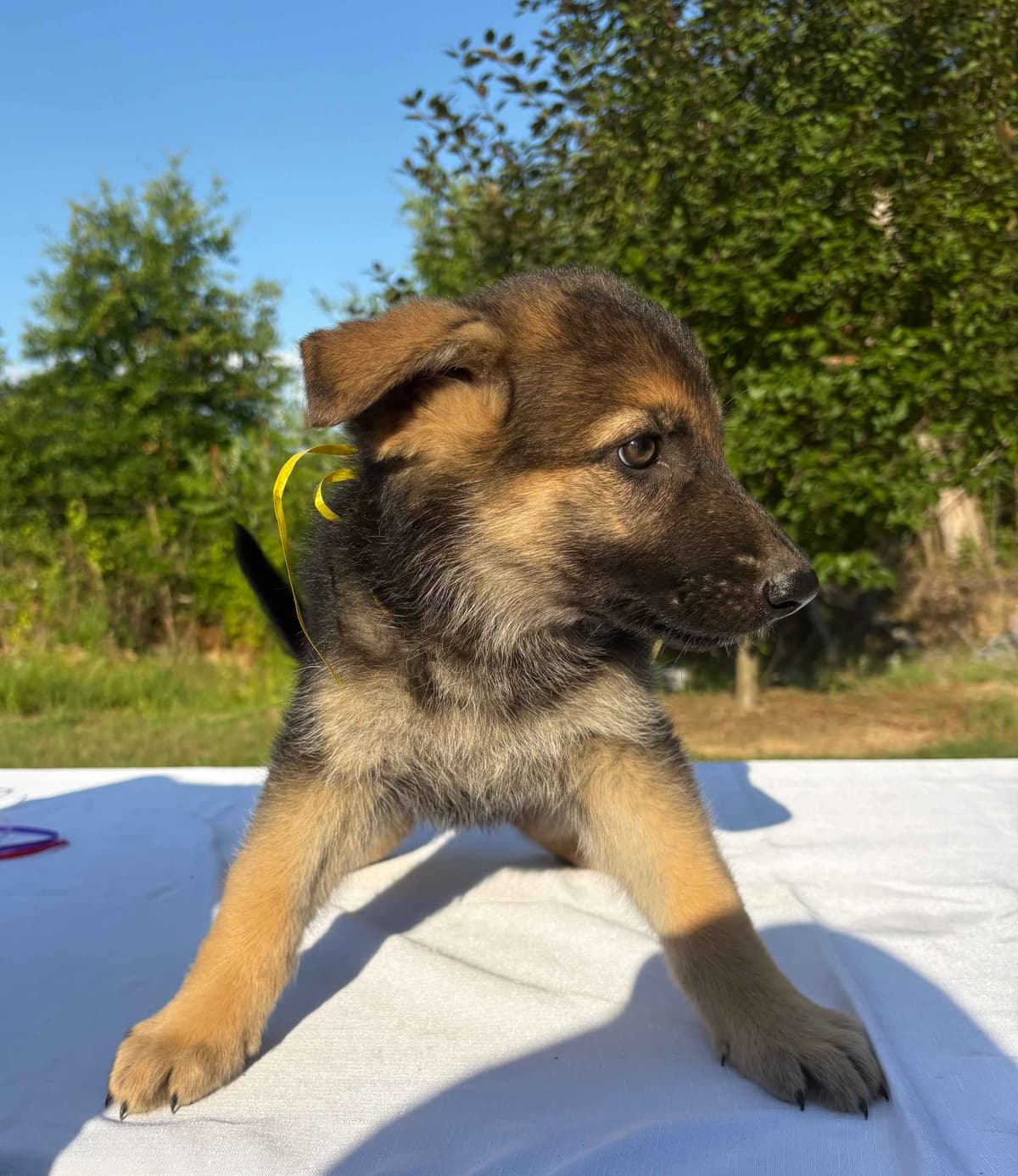 DDR BLOODLINE/ AKC REGISTERED- German Shepherd Pups breeder image 12