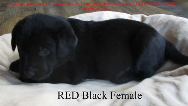 Labrador Retriever Puppies media 3