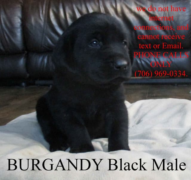 Labrador Retriever Puppies media 2