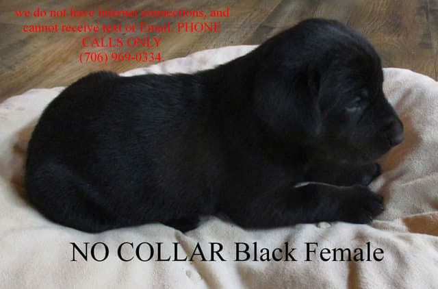 Labrador Retriever Puppies media 4