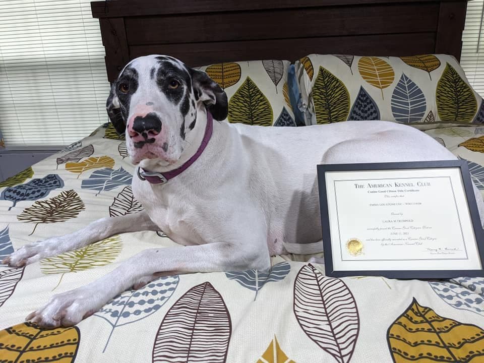 AKC Great Dane Puppies | Raised By Professional Trainer breeder image 3