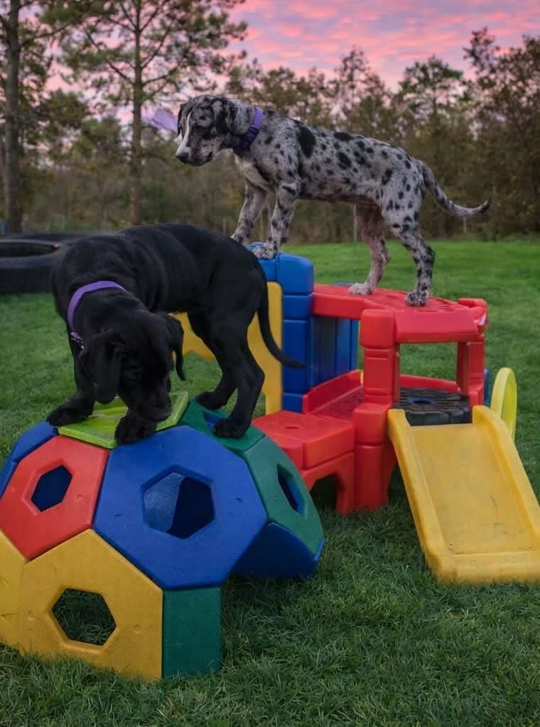 AKC Great Dane Puppies | Raised By Professional Trainer breeder image 4