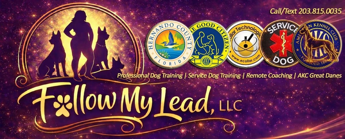 AKC Great Dane Puppies | Raised By Professional Trainer breeder image 1