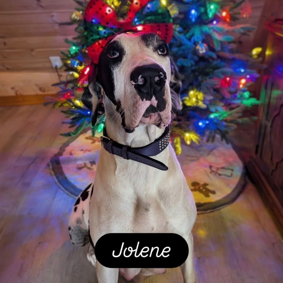 AKC Great Dane Puppies | Raised By Professional Trainer breeder image 8