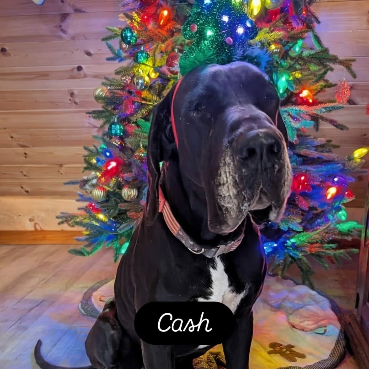 AKC Great Dane Puppies | Raised By Professional Trainer breeder image 10