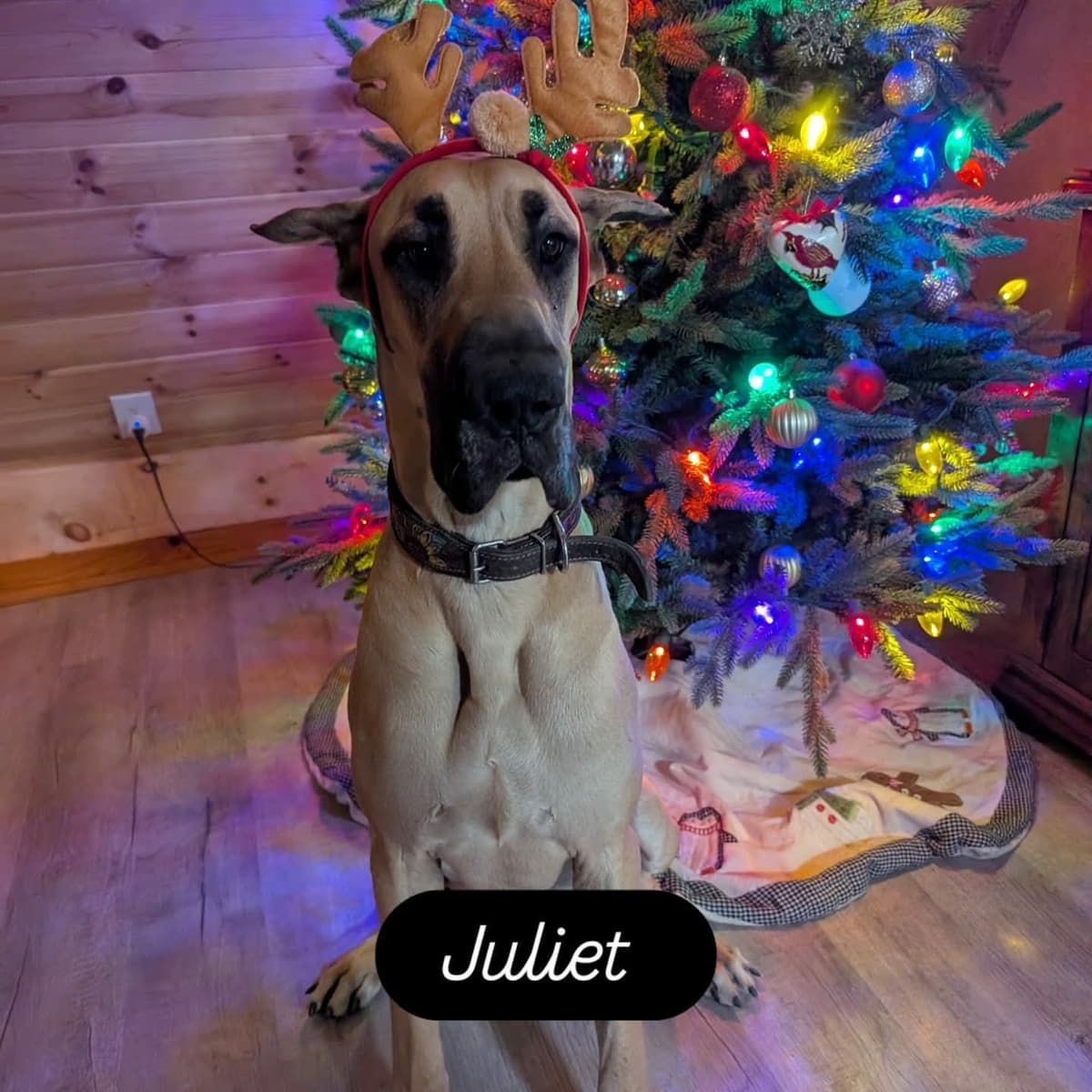 AKC Great Dane Puppies | Raised By Professional Trainer breeder image 13