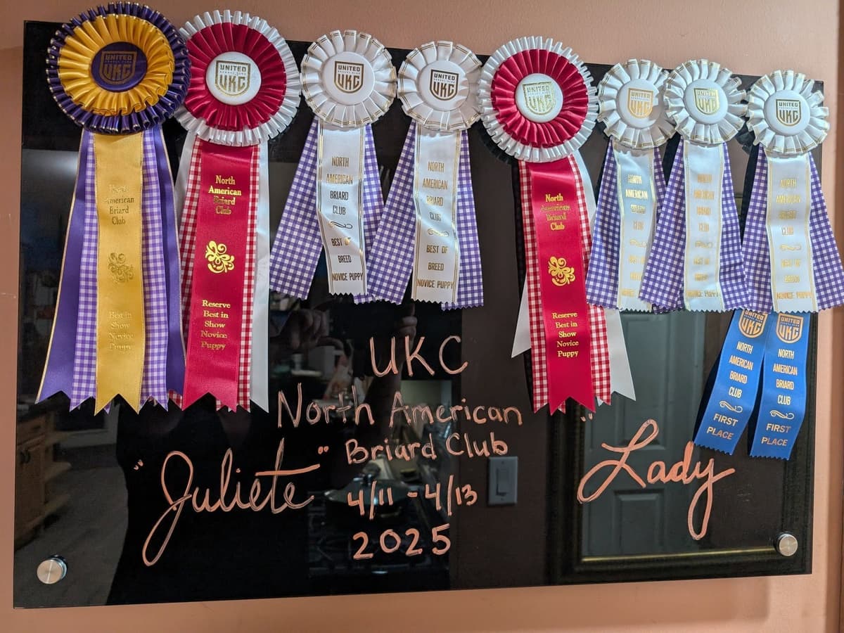 AKC Great Dane Puppies | Raised By Professional Trainer breeder image 14
