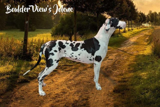 AKC Great Dane Puppies | Raised By Professional Trainer media 6