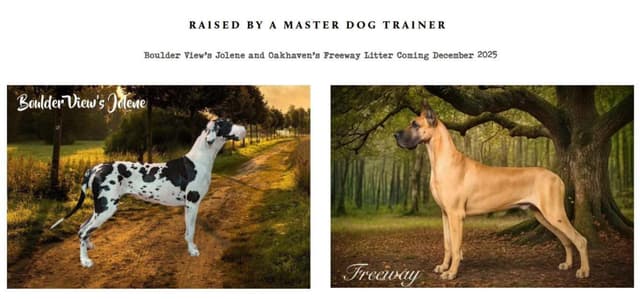 AKC Great Dane Puppies | Raised By Professional Trainer media 3