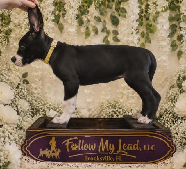 Great Dane Puppies Raised By Professional Dog Trainer media 5