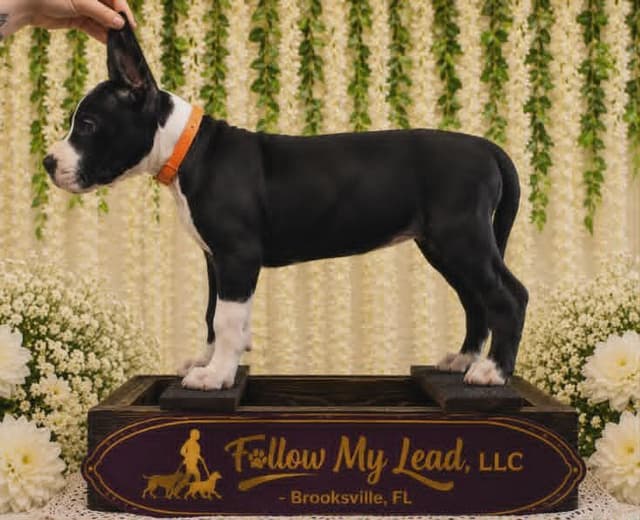 Great Dane Puppies Raised By Professional Dog Trainer media 6