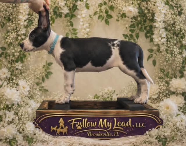Great Dane Puppies Raised By Professional Dog Trainer media 8