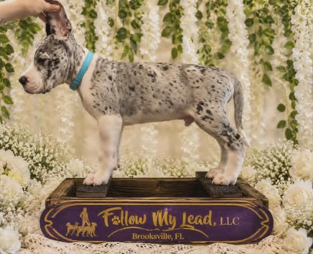 Great Dane Puppies Raised By Professional Dog Trainer media 11