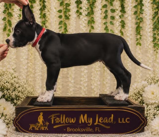 Great Dane Puppies Raised By Professional Dog Trainer media 7