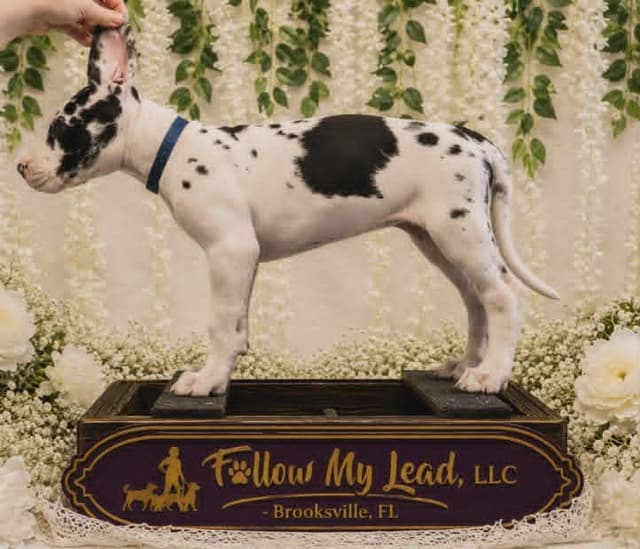 Great Dane Puppies Raised By Professional Dog Trainer media 4