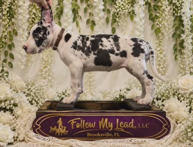 Great Dane Puppies Raised By Professional Dog Trainer media 10