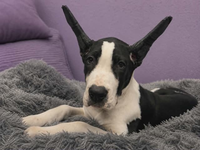 Great Dane Puppies Raised By Professional Dog Trainer media 9