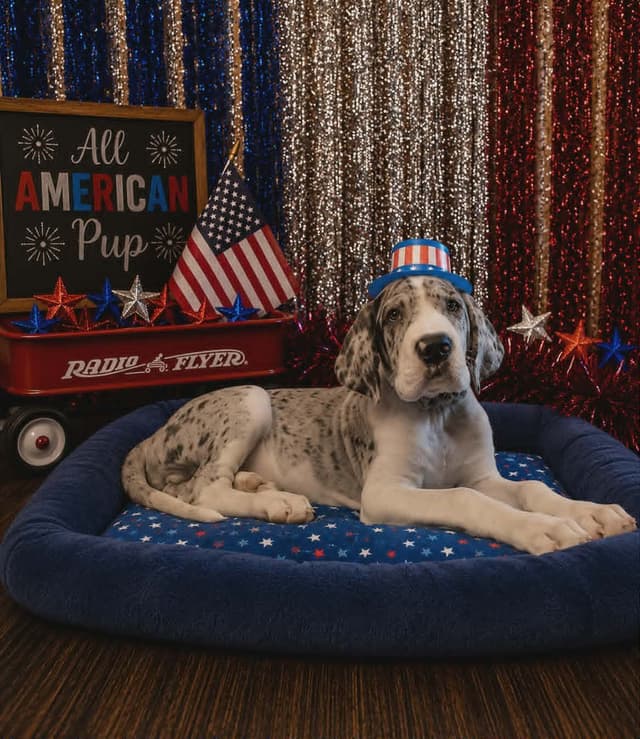 Great Dane Puppies Raised By Professional Dog Trainer media 12