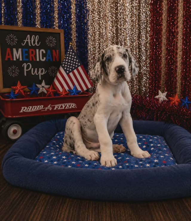 Great Dane Puppies Raised By Professional Dog Trainer media 13