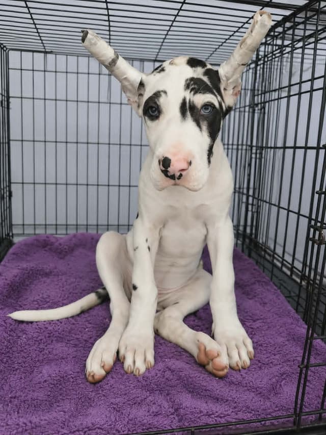 Great Dane Puppies Raised By Professional Dog Trainer media 15