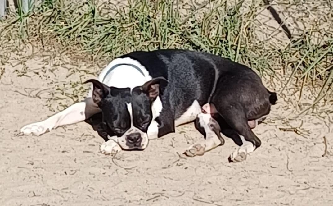 Boston Terrier Puppies breeder image 2