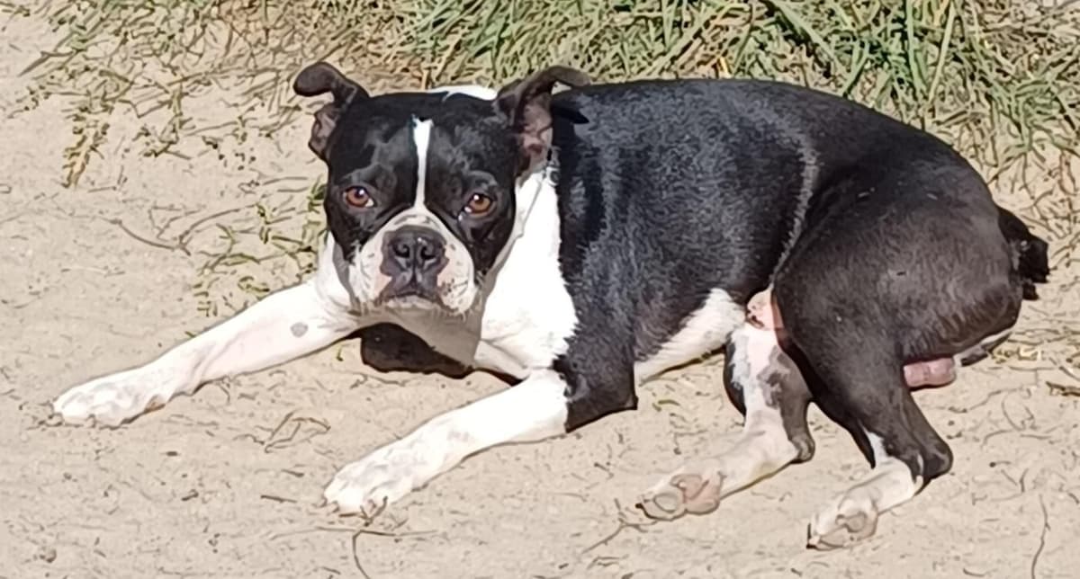 Boston Terrier Puppies breeder image 3