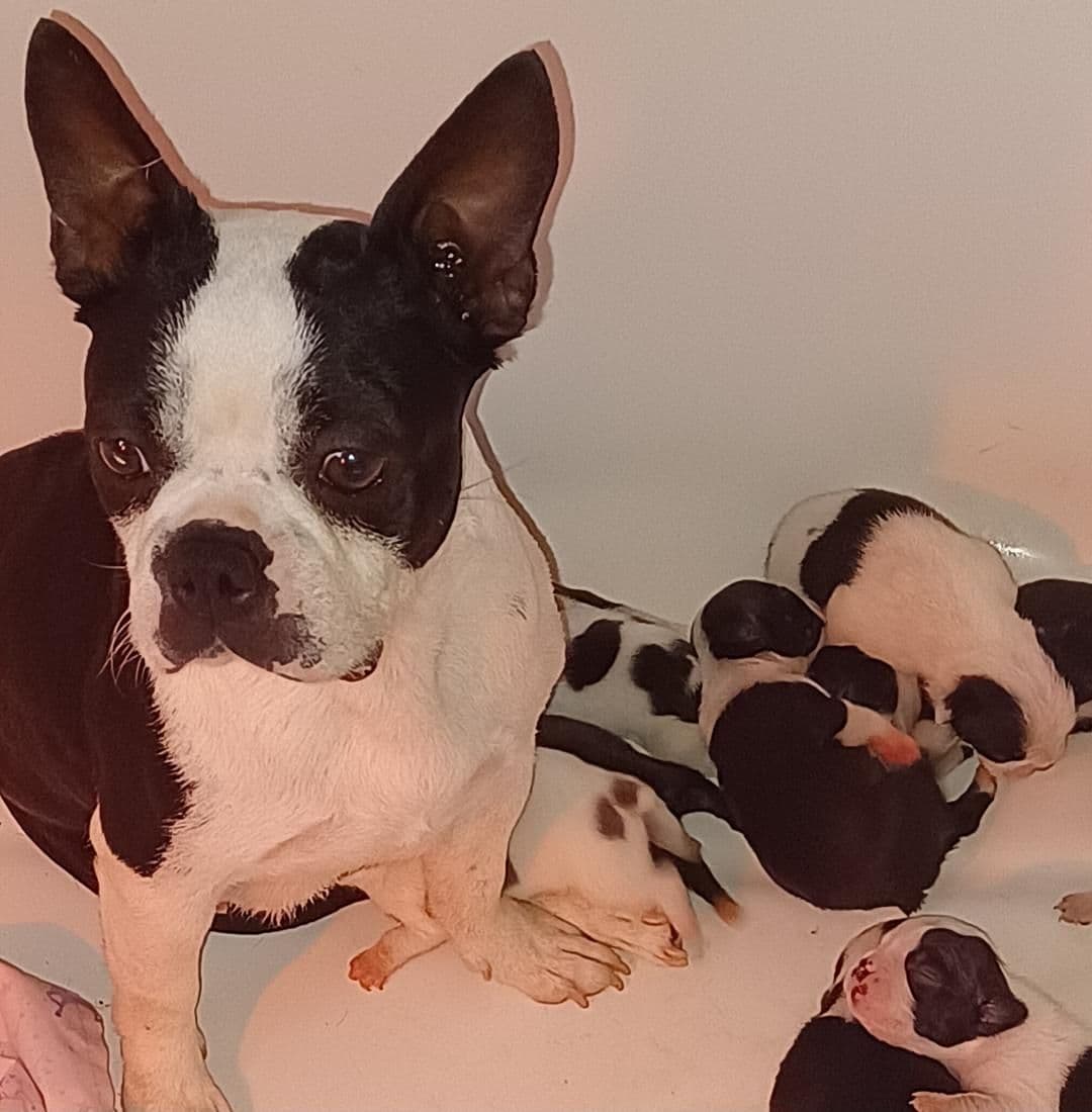 Boston Terrier Puppies breeder image 6
