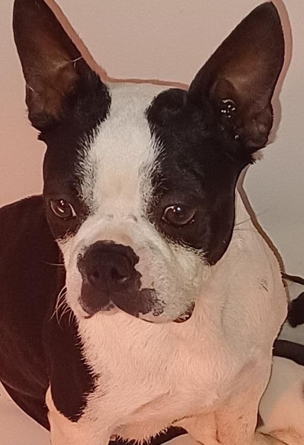 Boston Terrier Puppies breeder image 1