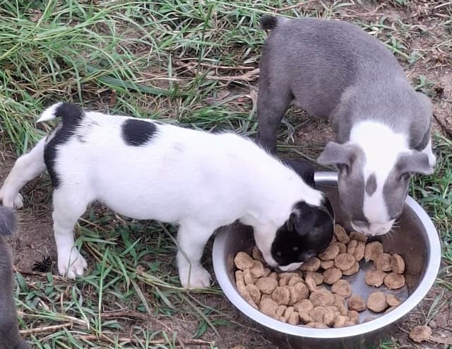 Boston Terrier Puppies media 2