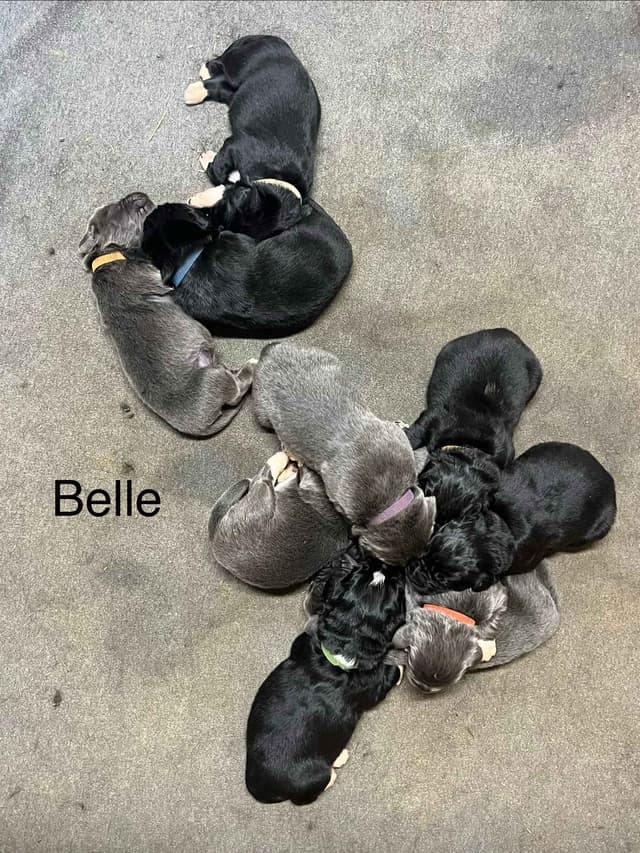 Newfoundland Puppies media 2