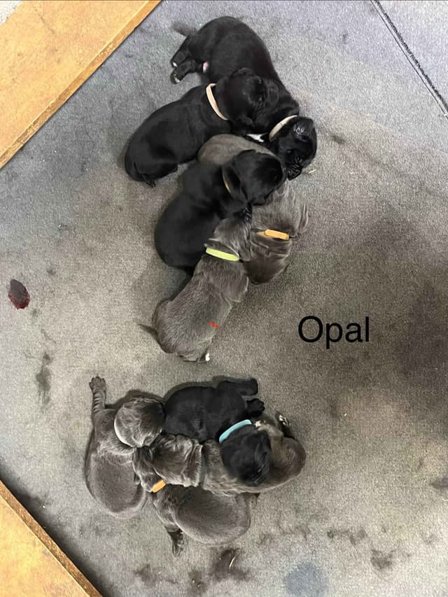 Newfoundland Puppies media 2