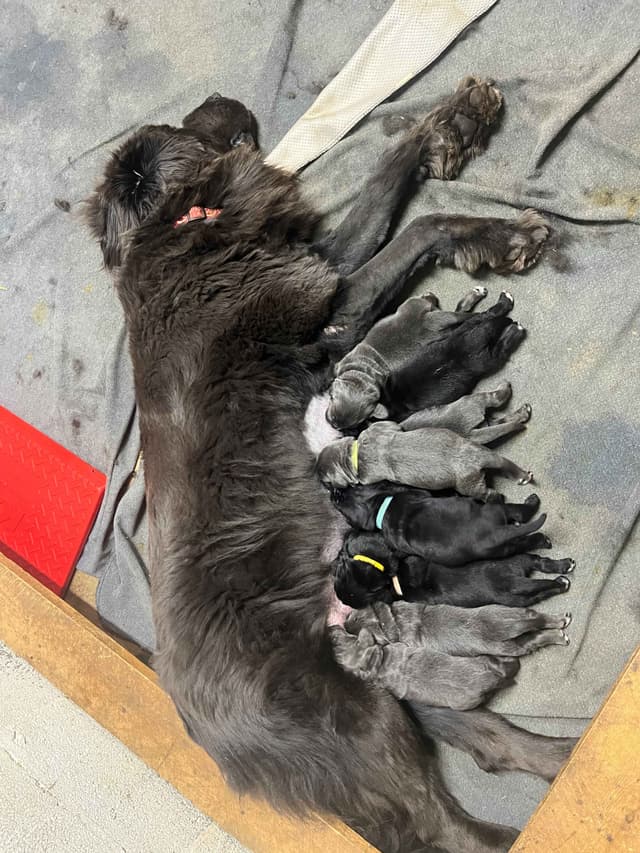 Newfoundland Puppies media 3