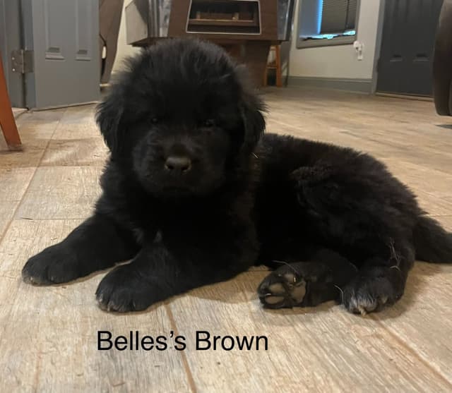Newfoundland Puppies media 4