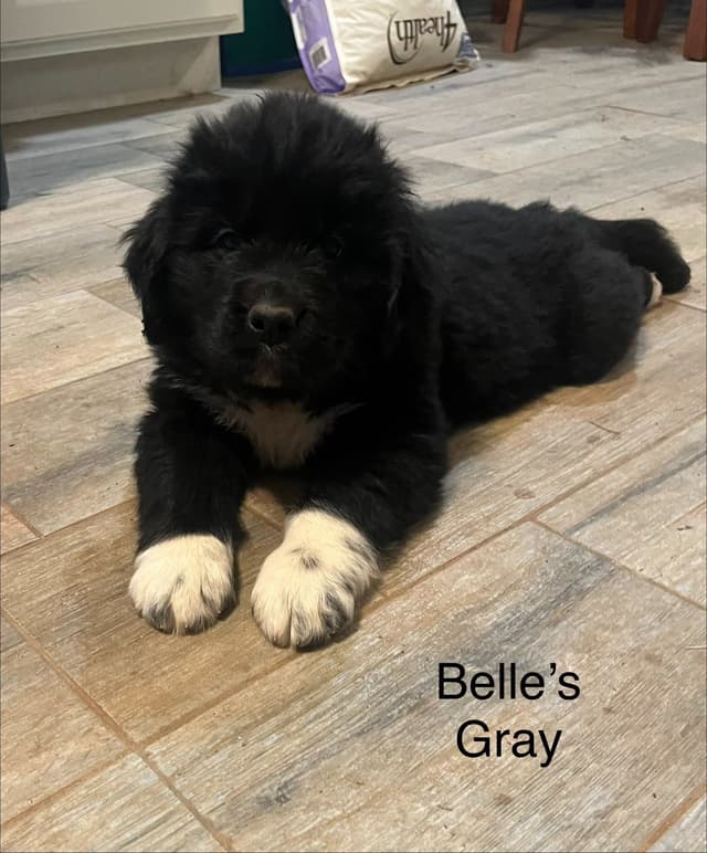 Newfoundland Puppies media 7