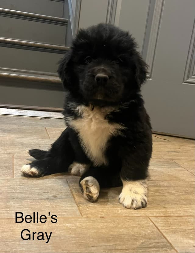 Newfoundland Puppies media 6