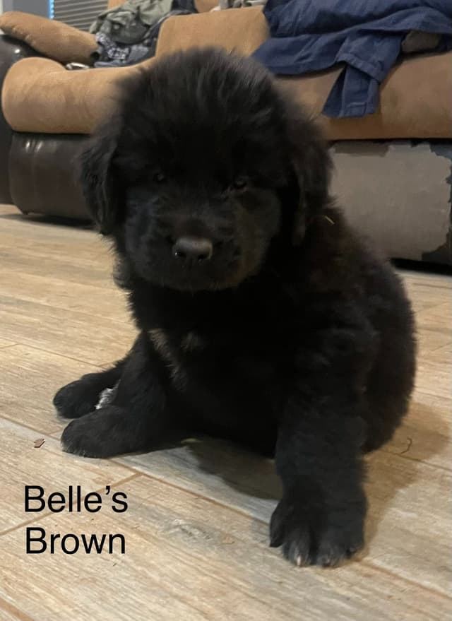 Newfoundland Puppies media 5